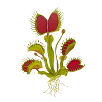 Dionaea muscipula  Venus Flytrap 