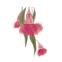 Eucalyptus caesia 