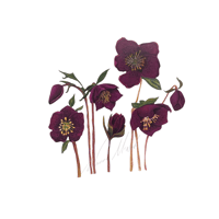 Hellabour  Winter rose 