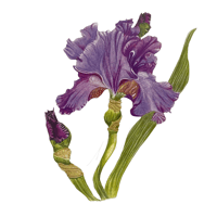Iris x Germanica 