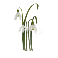 Leucojun Snowdrop 