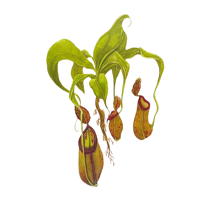 Nepenthes  Hanging Pitcher Plant 
