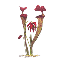 Nepenthes Pitcher