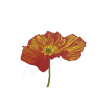 Papaver nudicaule Iceland Poppy 