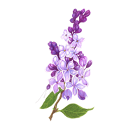 Syringa vulgaris Lilac