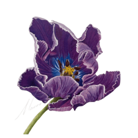 Tulipa Parrot tulip