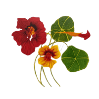 Tropaeolum  Nastursium 
