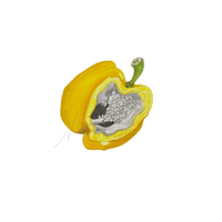 Capsicum 