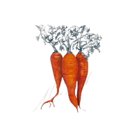 Carrot 