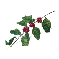 Coffee Plant 