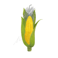 Corn  Cob