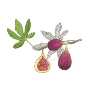  Mission fig