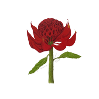 Telopea  Waratah 