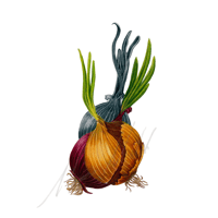 Onions 