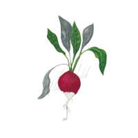 Radish 