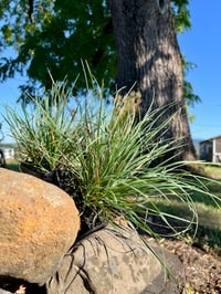 Image 2 of Prairie Junegrass : Koeleria macrantha