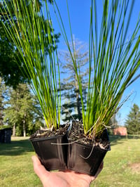 Image 3 of Soft Rush : Juncus effusus