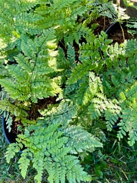 Image 1 of Spreading Wood Fern : Dryopteris expansa