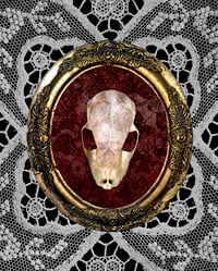 Image 1 of Bat Skull