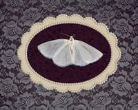 Image 1 of Moth (purple)