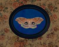 Image 1 of Moth (blue)