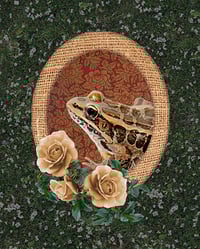 Image 1 of Frog