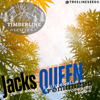 Image 1 of Timberline Select ~ Jack's Queen 