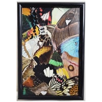 Image 1 of Butterfly & Moth Wing Framed Collage III