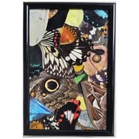 Image 1 of Butterfly & Moth Wing Framed Collage I