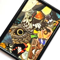 Image 2 of Butterfly & Moth Wing Framed Collage I