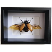 Deep Framed - Five-Horn Rhinoceros Beetle