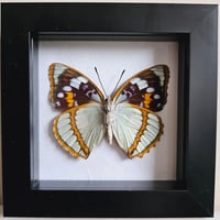 Framed - Schrenk's Emperor Butterfly