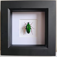 Framed - Smaragdina Flower Beetle