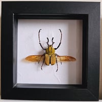 Framed - Ornate Reindeer Beetle