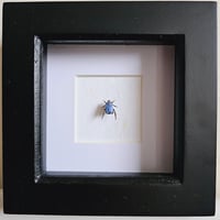 Framed - Blue-Violet Chafer Beetle (UNCOMMON) II