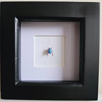 Framed - Blue-Violet Chafer Beetle (UNCOMMON)