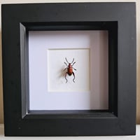 Framed - Mini Red Frog-Legged Beetle