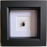 Image 1 of Framed - Shiny Flea Beetle (RARE)