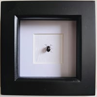 Image 1 of Framed - Rainbow Leaf Beetle (RARE)