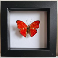 Framed - Scalloped Red Glider Butterfly II