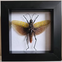 Framed - Yellow Spotted Grasshopper