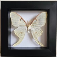 Framed - Luna Moth III