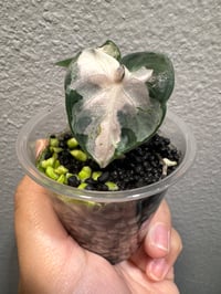 Image 1 of ALOCASIA BALLOON HEART ALBO/PINK VARIEGATED
