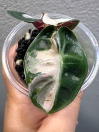 Image 2 of ALOCASIA BALLOON HEART ALBO/PINK VARIEGATED