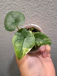 Image 1 of ALOCASIA MELO ALBO VARIEGATED