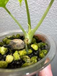 Image 3 of ALOCASIA MELO ALBO VARIEGATED