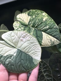 Image 5 of ALOCASIA MELO ALBO VARIEGATED