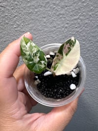 Image 1 of ALOCASIA BLACK VELVET PINK VAR