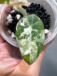 Image 2 of ALOCASIA BLACK VELVET PINK VAR