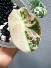 Image 3 of ALOCASIA BLACK VELVET PINK VAR